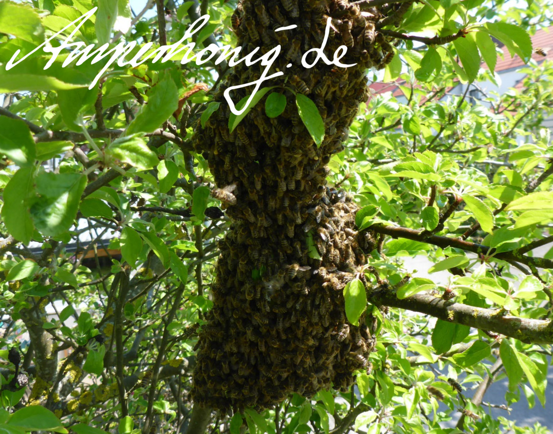 Bienenschwarm